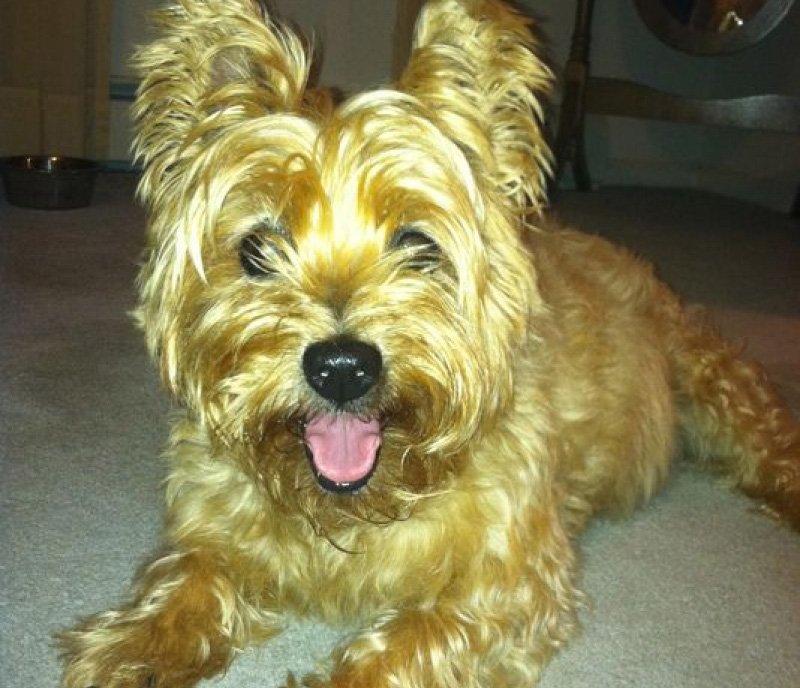 Tallman Firefighters work 4 hours to Rescue Dog
